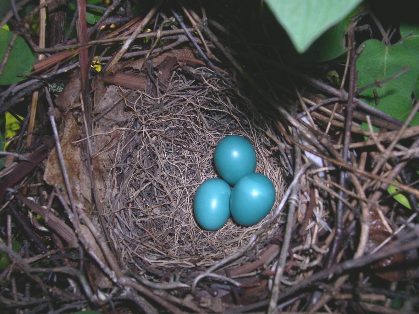 File:Dumetella carolinensis -three eggs in nest-8.jpg by Dennis Murphy from USA is licensed under CC BY 2.0
